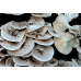 Мицелий Пануса тигрового / Пилолистник тигровый (Panus tigrinus)